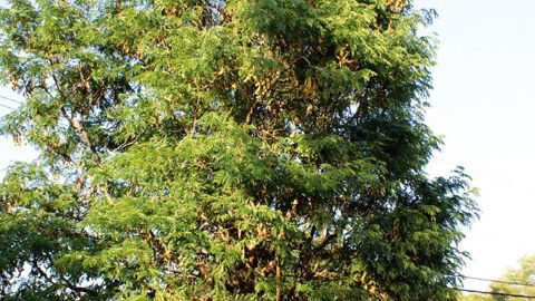 PHOTOS : ISABELLE CORDIER