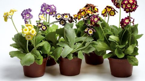 CDATA[PHOTO : FLORADANIA