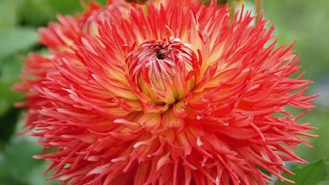 PHOTO : EXCELLENCE VÉGÉTALE