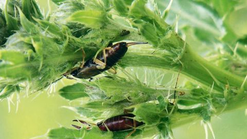 Forficules en train de « nettoyer » une colonie de pucerons sur chardon.PHOTO : JOHANNA VILLENAVE-CHASSET