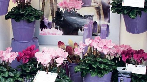 PHOTO : ODILE MAILLARD