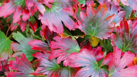 PHOTO : CHÂTEL DES VIVACES