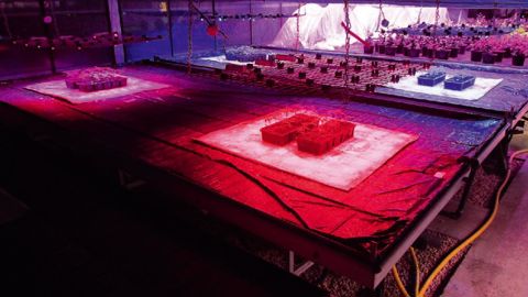 L'installation de l'expérimentation Leds à la Stepp s'est terminée en mars 2014. Les essais ont démarré début septembre. Les premiers résultats tangibles devaient apparaître dès cet automne avec l'allongement artificiel des jours.PHOTO : STEPP BRETAGNE