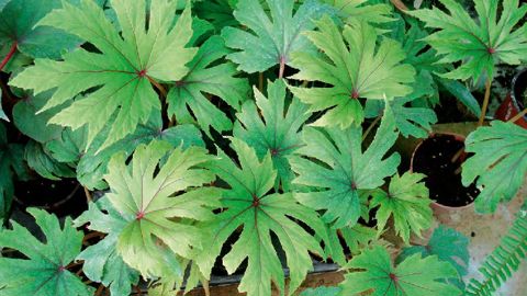 PHOTO : LE MONDE DES FOUGÈRES