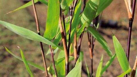 PHOTO : CHÂTEL DES VIVACES