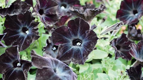 PHOTO : SMACT-S. MORARD