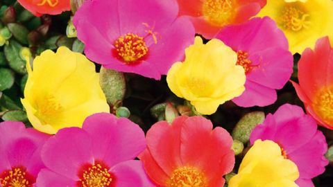 PHOTO : SMACT-S. MORARD 