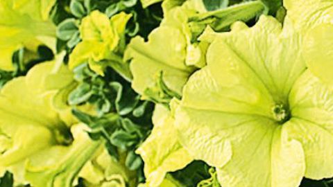 PHOTO : SMACT-S. MORARD