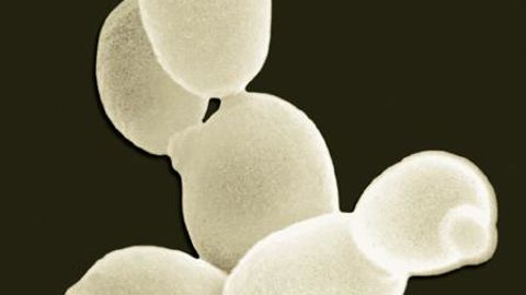 PHOTO : GROUPE LALLEMAND