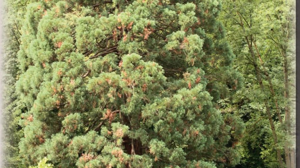 Des dessèchements épars de branches dans le houppierDans un parc romantique aménagé dans la seconde moitié du XIXe siècle situé dans le piémont pyrénéen trône un imposant séquoia géant (Sequoiadendron giganteum). Seul au milieu d'une vaste pelouse, l'arbre a atteint une grande hauteur sans jamais avoir été contrarié dans son développement. La région bénéficie d'une pluviométrie généreuse et régulière (environ 1 200 mm par an) et les terres sont profondes et bien alimentées en eau. Mais depuis qu Des dessèchements épars de branches dans le houppierDans un parc romantique aménagé dans la seconde moitié du XIXe siècle situé dans le piémont pyrénéen trône un imposant séquoia géant (Sequoiadendron giganteum). Seul au milieu d'une vaste pelouse, l'arbre a atteint une grande hauteur sans jamais avoir été contrarié dans son développement. La région bénéficie d'une pluviométrie généreuse et régulière (environ 1 200 mm par an) et les terres sont profondes et bien alimentées en eau. Mais depuis qu