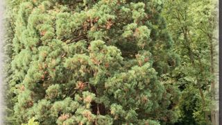 Des dessèchements épars de branches dans le houppierDans un parc romantique aménagé dans la seconde moitié du XIXe siècle situé dans le piémont pyrénéen trône un imposant séquoia géant (Sequoiadendron giganteum). Seul au milieu d'une vaste pelouse, l'arbre a atteint une grande hauteur sans jamais avoir été contrarié dans son développement. La région bénéficie d'une pluviométrie généreuse et régulière (environ 1 200 mm par an) et les terres sont profondes et bien alimentées en eau. Mais depuis qu Des dessèchements épars de branches dans le houppierDans un parc romantique aménagé dans la seconde moitié du XIXe siècle situé dans le piémont pyrénéen trône un imposant séquoia géant (Sequoiadendron giganteum). Seul au milieu d'une vaste pelouse, l'arbre a atteint une grande hauteur sans jamais avoir été contrarié dans son développement. La région bénéficie d'une pluviométrie généreuse et régulière (environ 1 200 mm par an) et les terres sont profondes et bien alimentées en eau. Mais depuis qu