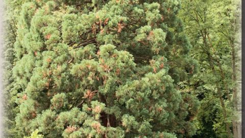 Des dessèchements épars de branches dans le houppierDans un parc romantique aménagé dans la seconde moitié du XIXe siècle situé dans le piémont pyrénéen trône un imposant séquoia géant (Sequoiadendron giganteum). Seul au milieu d'une vaste pelouse, l'arbre a atteint une grande hauteur sans jamais avoir été contrarié dans son développement. La région bénéficie d'une pluviométrie généreuse et régulière (environ 1 200 mm par an) et les terres sont profondes et bien alimentées en eau. Mais depuis qu