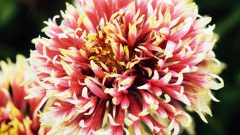 PHOTO : JARDIN EXPRESS