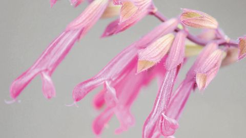 PHOTO : JARDIN EXPRESS