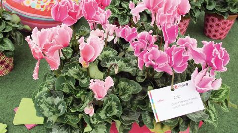 PHOTO : ODILE MAILLARD