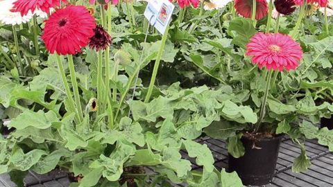 PHOTO : ODILE MAILLARD