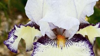 PHOTO : CAYEUX PHOTO : CAYEUX