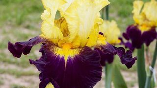 PHOTO : CAYEUX PHOTO : CAYEUX