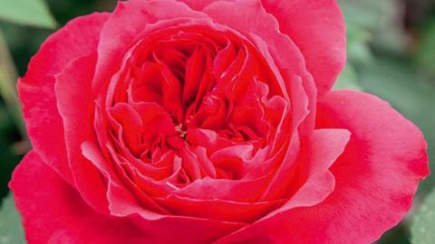 PHOTO : MEILLAND INT