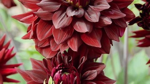 PHOTO : EXCELLENCE VÉGÉTALE