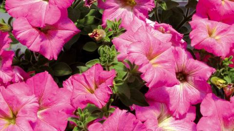 PHOTO : SELECTA KLEMM