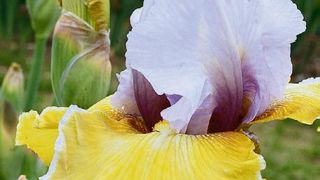 PHOTO : CAYEUX PHOTO : CAYEUX