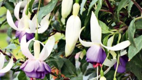 PHOTO : JARDIN EXPRESS