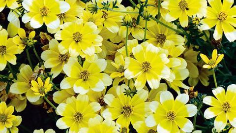 PHOTO : GRAINES VOLTZ