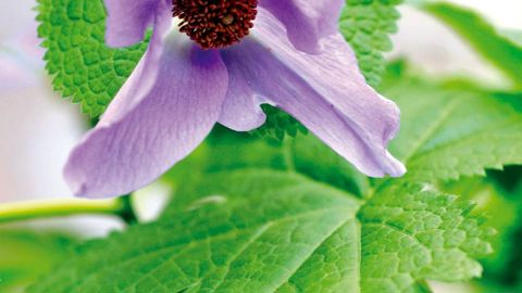 PHOTO : SAINT-JEAN-DE-BEAUREGARD