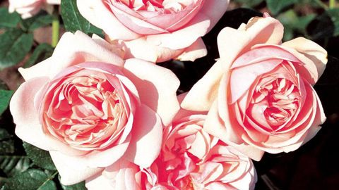 PHOTO : ASSOCIATION LAURETTE-FUGAIN