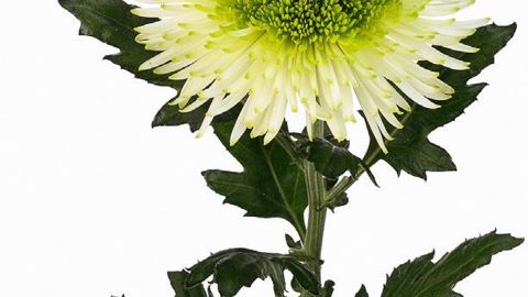 PHOTO : FLORAHOLLAND