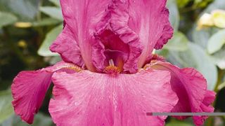 PHOTO : CAYEUX PHOTO : CAYEUX