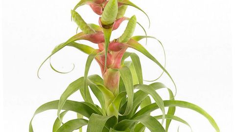 PHOTO : FLORAHOLLAND