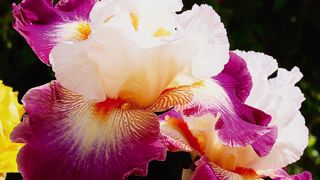 PHOTO : CAYEUX PHOTO : CAYEUX