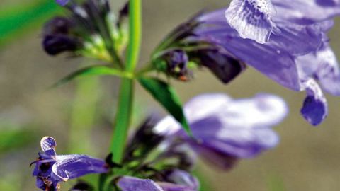 PHOTO : CAROLE DESHEULLES