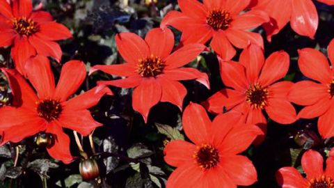 PHOTO : EXCELLENCE VÉGÉTALE