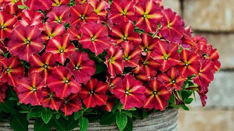 PHOTO : GRAINES VOLTZ