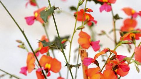 PHOTO : CAROLE DESHEULLES