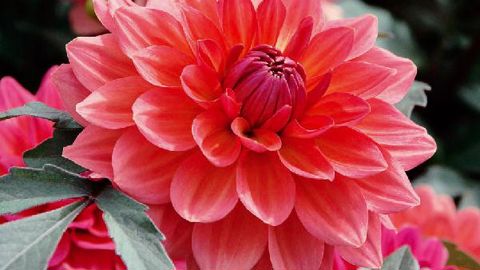 PHOTO : EXCELLENCE VÉGÉTALE