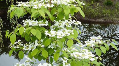 PHOTO : GROEN DIREKT