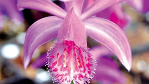 PHOTO : CAROLE DESHEULLES