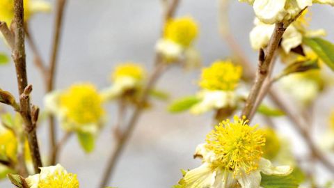 PHOTO : CAROLE DESHEULLES