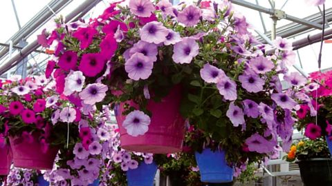 Les pétunias en suspension testés avec l'engrais Basacote® Native 6M pauvre en phosphore ont produit une meilleuaare ramification et une croissance régulière sans subir d'influence sur la mise à fleur.PHOTO : GIE FLEURS ET PLANTES DU SUD-OUEST
