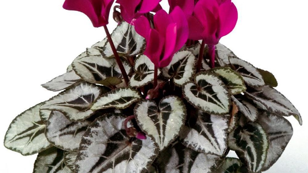 PHOTO : SYNGENTA