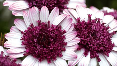 PHOTO : SELECTA KLEMM