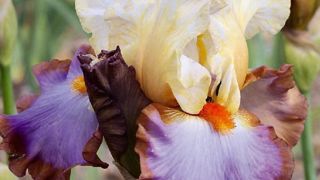 PHOTO : CAYEUX PHOTO : CAYEUX
