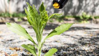 La plante avant la réalisation du traitement. La plante avant la réalisation du traitement.