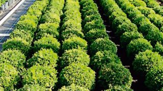 PHOTO : HERPLANT PHOTO : HERPLANT