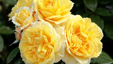 PHOTO : GLOBE PLANTER