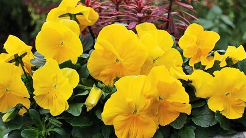 PHOTO : A. DUCRETTET